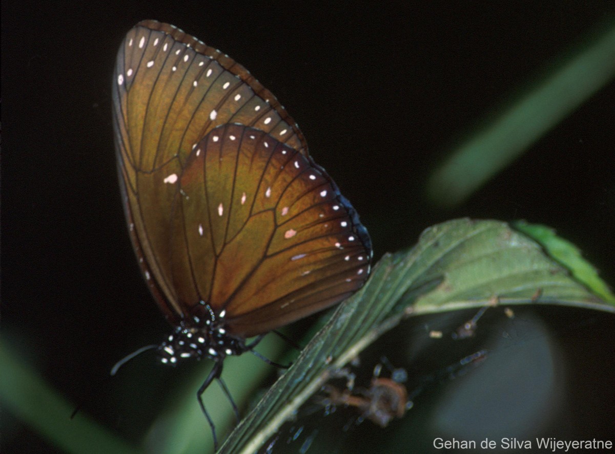 Euploea phaenareta Schaller, 1758